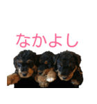 愛犬たちの実写スタンプ（個別スタンプ：16）