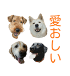 愛犬たちの実写スタンプ（個別スタンプ：40）