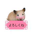 キンクマハムスターきなこ（個別スタンプ：6）