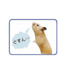 キンクマハムスターきなこ（個別スタンプ：9）