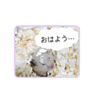 キンクマハムスターきなこ（個別スタンプ：10）