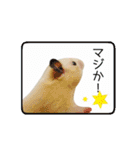 キンクマハムスターきなこ（個別スタンプ：18）