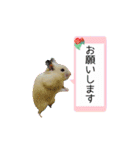 キンクマハムスターきなこ（個別スタンプ：24）