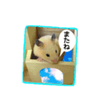 キンクマハムスターきなこ（個別スタンプ：30）