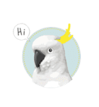 Hello Cockatoo（個別スタンプ：1）