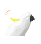 Hello Cockatoo（個別スタンプ：2）