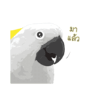 Hello Cockatoo（個別スタンプ：4）