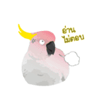 Hello Cockatoo（個別スタンプ：6）