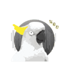 Hello Cockatoo（個別スタンプ：22）