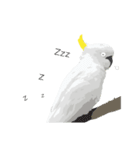 Hello Cockatoo（個別スタンプ：25）