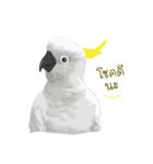 Hello Cockatoo（個別スタンプ：27）