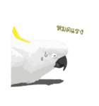 Hello Cockatoo（個別スタンプ：29）