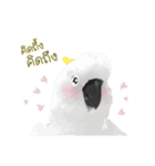 Hello Cockatoo（個別スタンプ：30）