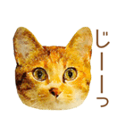 ドヤ猫のメモリーズ＜ドヤ顔のドラ猫物語＞（個別スタンプ：1）