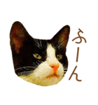 ドヤ猫のメモリーズ＜ドヤ顔のドラ猫物語＞（個別スタンプ：3）