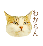 ドヤ猫のメモリーズ＜ドヤ顔のドラ猫物語＞（個別スタンプ：6）