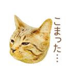 ドヤ猫のメモリーズ＜ドヤ顔のドラ猫物語＞（個別スタンプ：20）