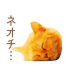 ドヤ猫のメモリーズ＜ドヤ顔のドラ猫物語＞（個別スタンプ：37）