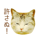 ドヤ猫のメモリーズ＜ドヤ顔のドラ猫物語＞（個別スタンプ：38）