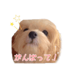 犬のスタンプ。トイプードル×マルチーズ（個別スタンプ：6）