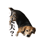 わがやのビーグル犬 シルク（個別スタンプ：13）