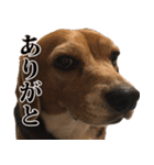 わがやのビーグル犬 シルク（個別スタンプ：22）