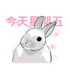 Royal college of rabbit Bunny life（個別スタンプ：11）