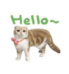 Hello！ la-cha-hua's cat（個別スタンプ：5）