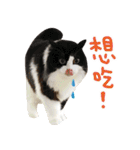 Hello！ la-cha-hua's cat（個別スタンプ：19）