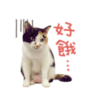 Hello！ la-cha-hua's cat（個別スタンプ：38）