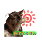 無愛想な猫達（個別スタンプ：1）