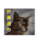 無愛想な猫達（個別スタンプ：10）