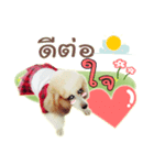 the dog cute（個別スタンプ：2）