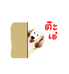 the dog cute（個別スタンプ：5）