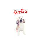 the dog cute（個別スタンプ：10）