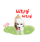 the dog cute（個別スタンプ：13）