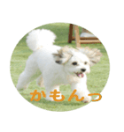 愛犬そらくんスタンプ（個別スタンプ：1）