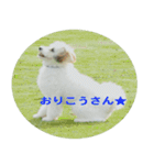 愛犬そらくんスタンプ（個別スタンプ：3）