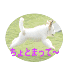 愛犬そらくんスタンプ（個別スタンプ：4）