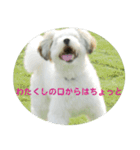 愛犬そらくんスタンプ（個別スタンプ：15）