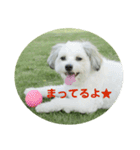 愛犬そらくんスタンプ（個別スタンプ：26）