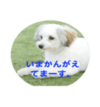 愛犬そらくんスタンプ（個別スタンプ：30）