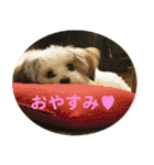 愛犬そらくんスタンプ（個別スタンプ：37）