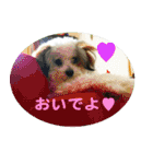 愛犬そらくんスタンプ（個別スタンプ：38）