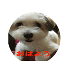 愛犬そらくんスタンプ（個別スタンプ：40）