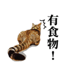 Brother cats（個別スタンプ：11）