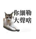 Brother cats（個別スタンプ：14）