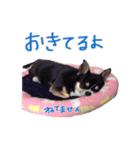 りるわん ♪ おへんじ2（個別スタンプ：22）