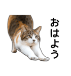 いろんな三毛猫♪.（個別スタンプ：1）