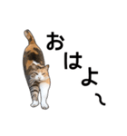 いろんな三毛猫♪.（個別スタンプ：2）